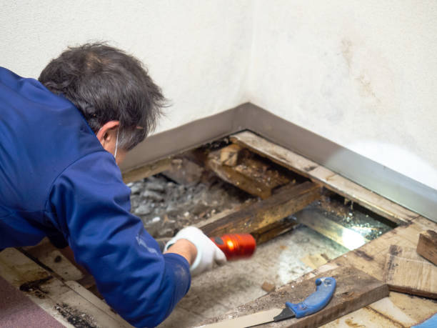 Best Affordable Mold Removal  in Falmouth, KY