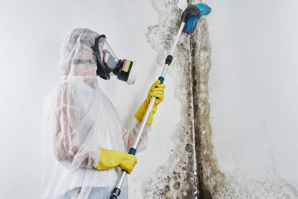 Best Commercial Mold Removal  in Falmouth, KY