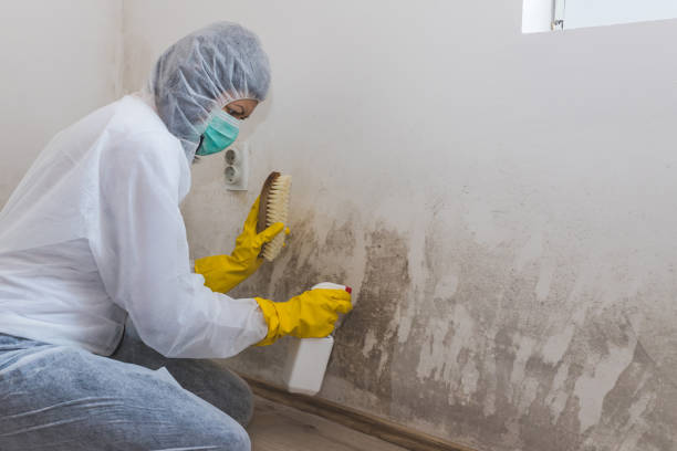 Best Mold Remediation  in Falmouth, KY