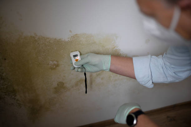 Best Toxic Mold Removal  in Falmouth, KY