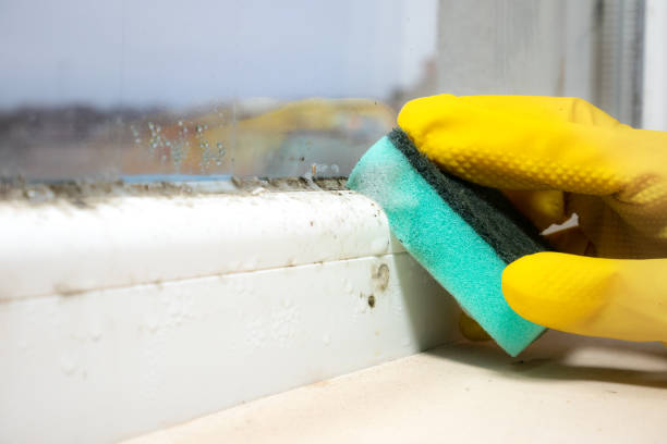 Crawl Space Mold Removal in Falmouth, KY