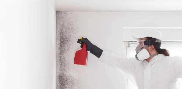 Best Office Mold Removal Services  in Falmouth, KY