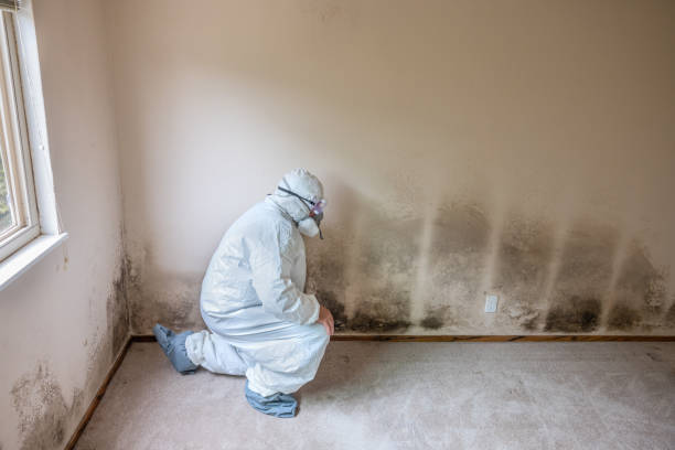 Best Mold Testing  in Falmouth, KY