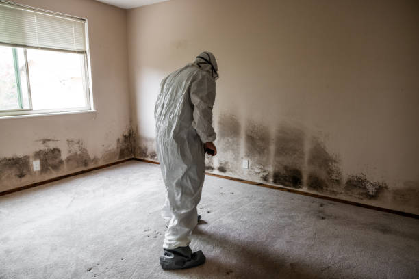 Best Mold Damage Repair  in Falmouth, KY
