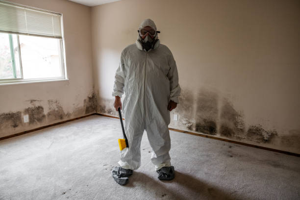 Best Fast Mold Removal  in Falmouth, KY
