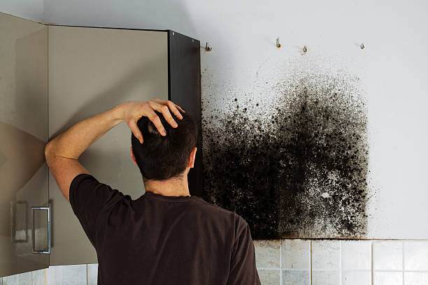 Certified Mold Removal in Falmouth, KY