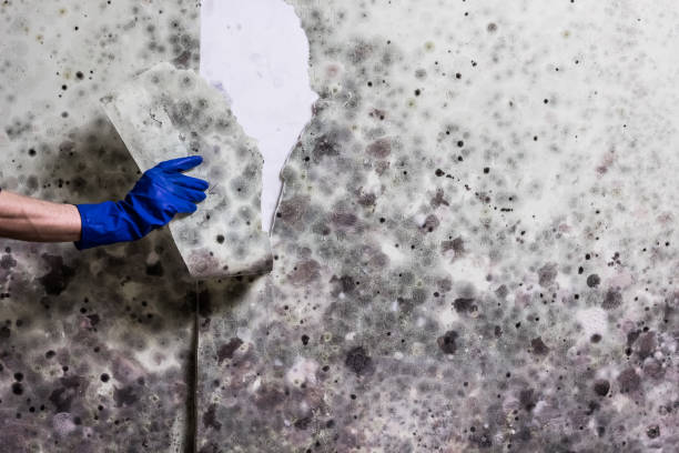 Best Best Mold Removal Companies  in Falmouth, KY