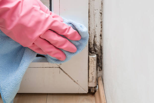 Best Attic Mold Removal  in Falmouth, KY