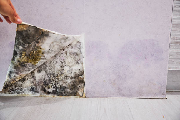 Best Residential Mold Removal  in Falmouth, KY